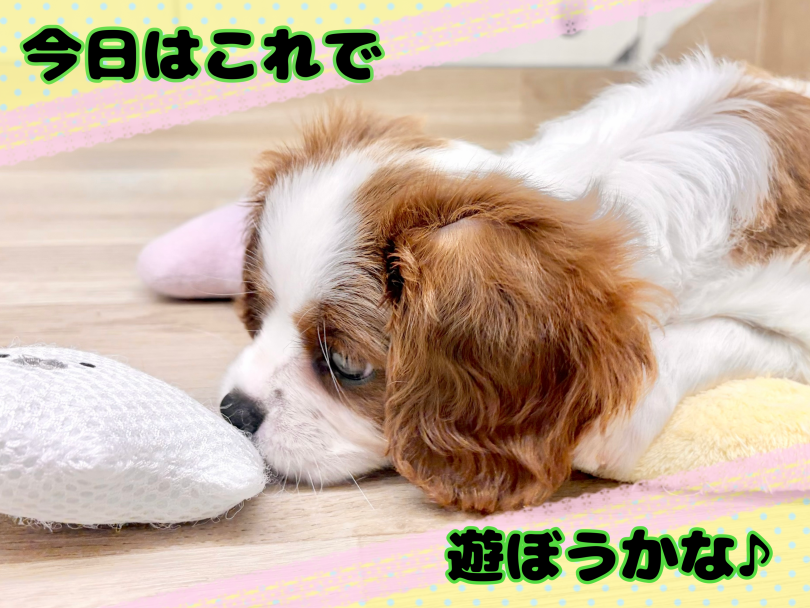 穏やかな性格ながら遊ぶ時は元気いっぱい! | キャバリア (21-347) - 鶴ヶ島店