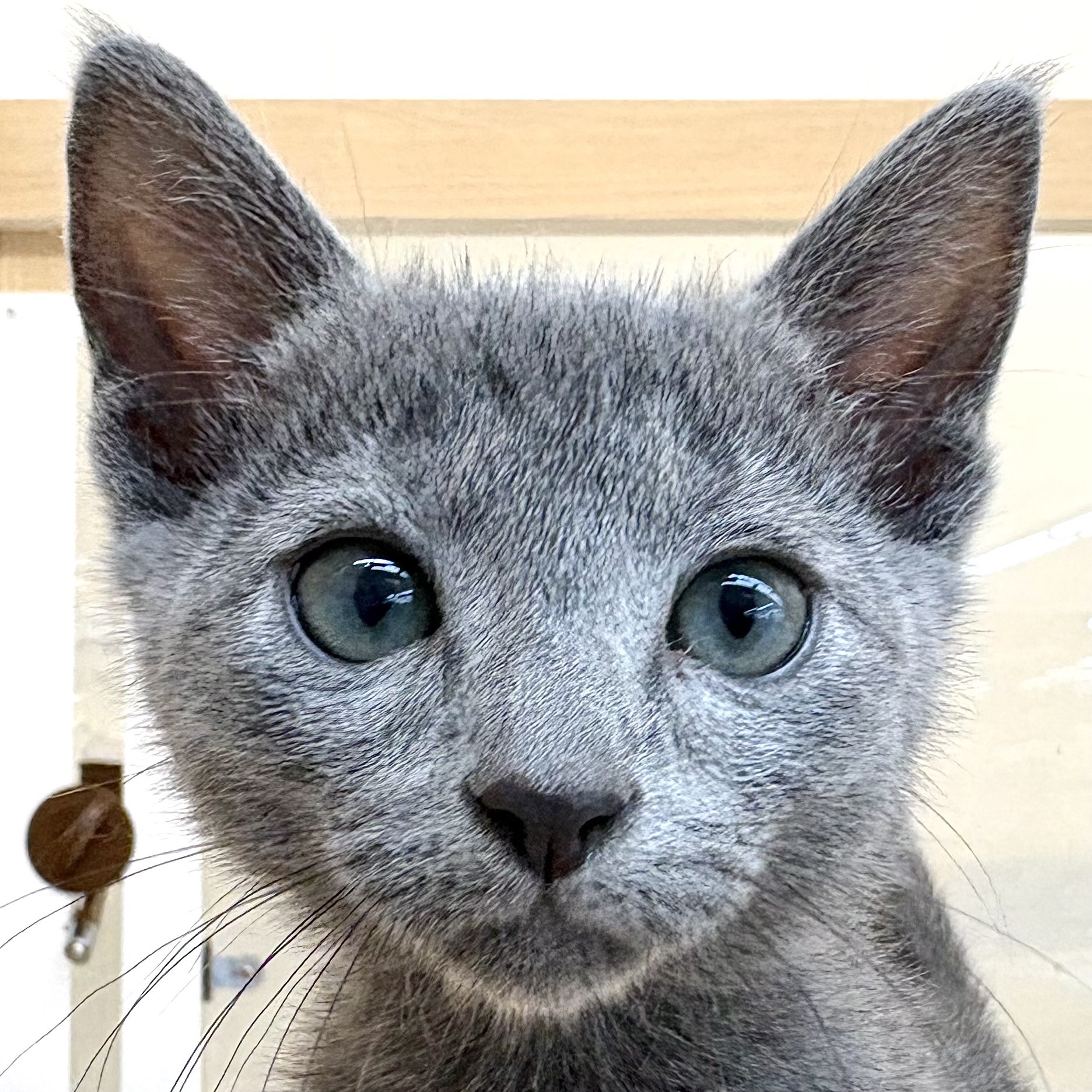 ロシアンブルー 】鮮やかなブルーが映える美形で甘えん坊子猫が東川口