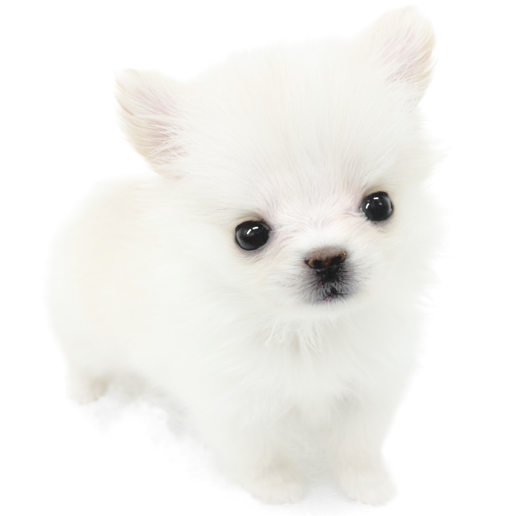 チワワ | ペットショップ マルワン 小さめ子犬 美形な子猫 初心者安心