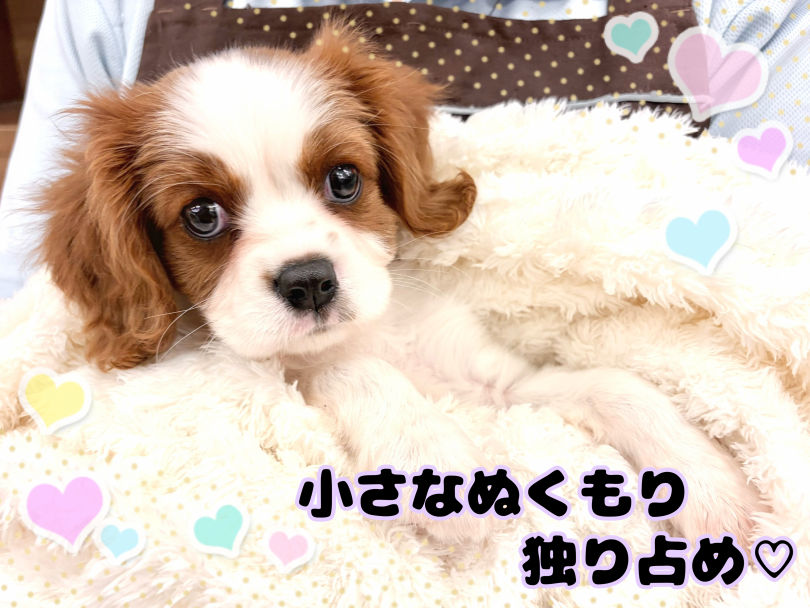 一緒に過ごす未来を想像してみませんか? | キャバリア (21-347) - 鶴ヶ島店
