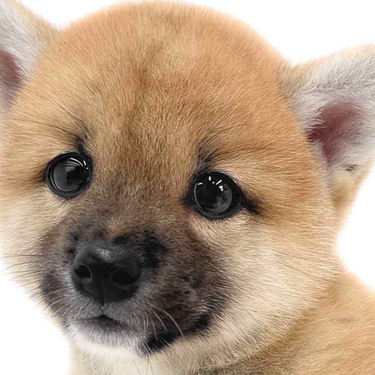 柴犬 】 これぞ赤柴の王道スタイル！あどけなさと凛々しさの和柴男子が