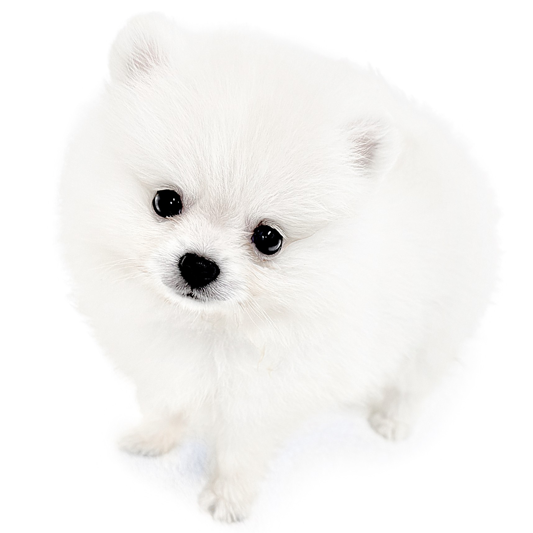ポメラニアン | ペットショップ マルワン 小さめ子犬 美形な子猫