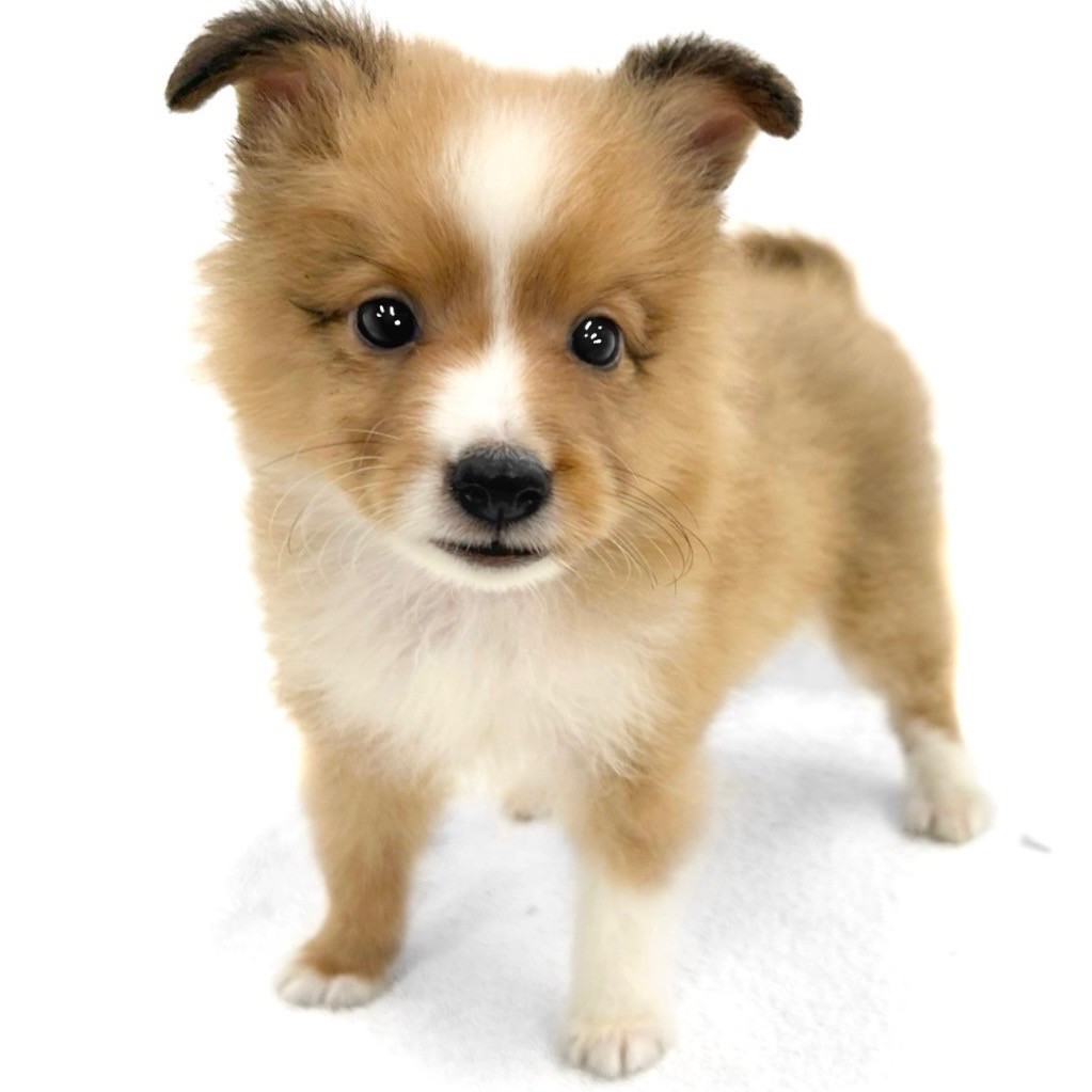 シェットランドシープドッグ | ペットショップ マルワン 小さめ子犬
