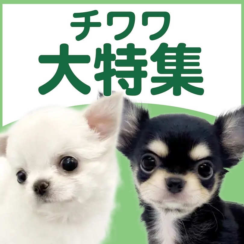 チワワ特集 】7/9現在在店中のチワワちゃん特集！最新動画は必見