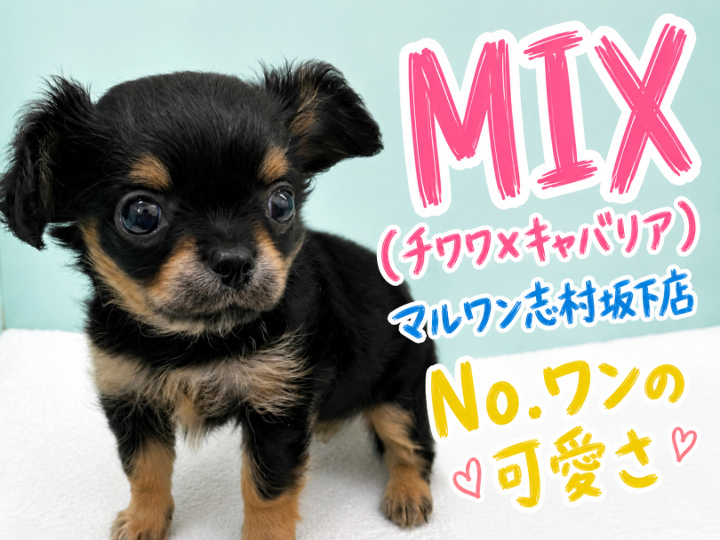 【 ミックス 】志村坂下店に登場したチワワ&times;キャバリアのMIXちゃんの魅力に迫る