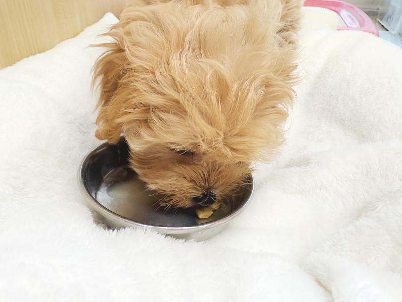 お皿がピカピカになるくらいキレイに完食をしてくれます！ | MIX犬 マルプー （06-413） - 横浜 大倉山店
