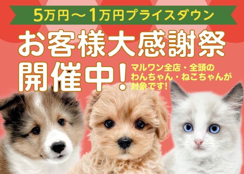 【 お客様大感謝祭 】愛情プライスレスでプライスダウン!子犬子猫お迎えチャンス!