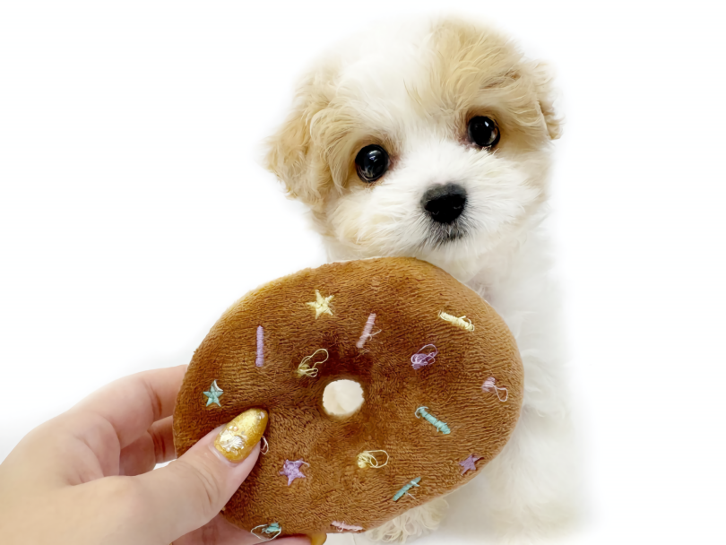 この子の可愛さを実際に感じてみてくださいませ! | MIX犬 キャバション (10-232) - 東日暮里店
