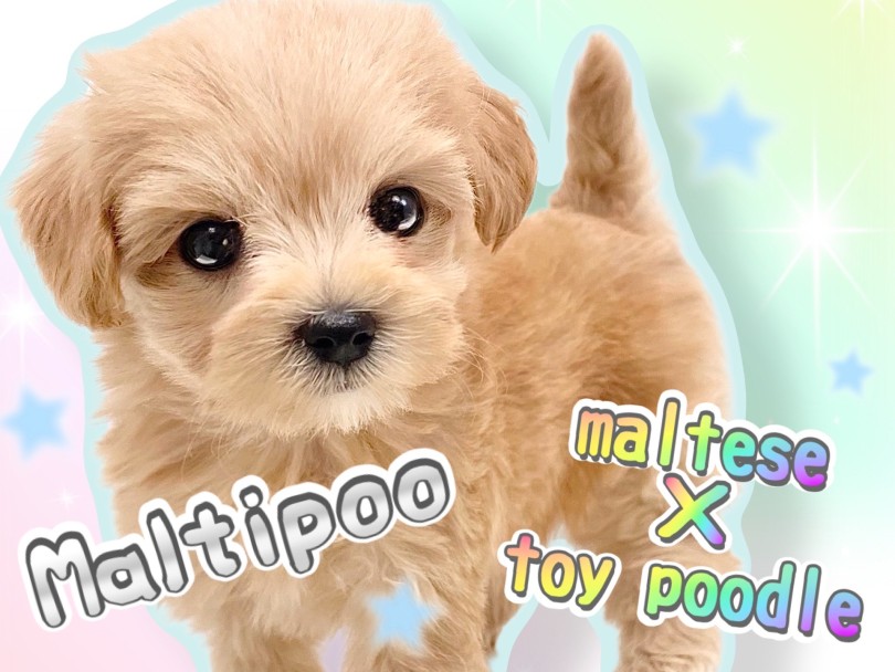 【 マルプー 】大人気MIX犬！最高に可愛い女の子！飼いやすさの秘密を紹介します