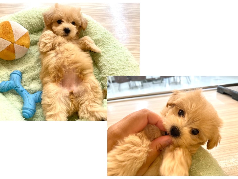 フレンドリーな性格 | MIX犬 マルプー （19-394） - 東川口店