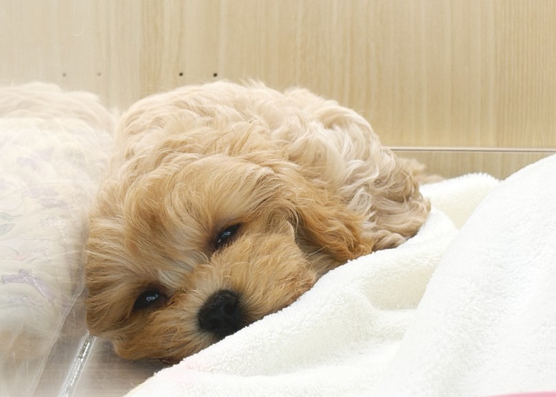 30分くらい遊ぶとウトウト・・・ | MIX犬 マルプー （06-413） - 横浜 大倉山店