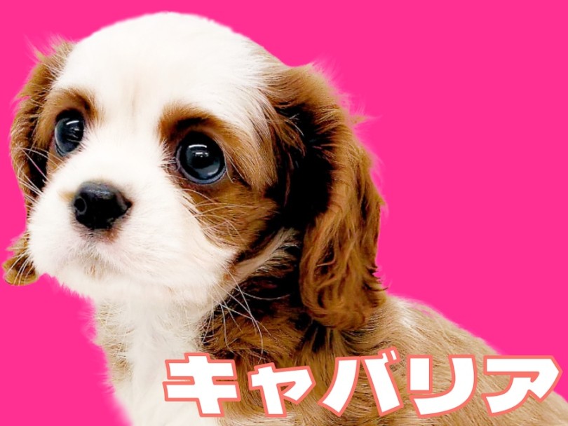 【 キャバリア 】生後2ヶ月のアイドル要素満載な女の子が聖地に舞い降りた！