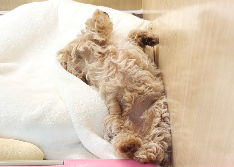成長の為にもしっかりと睡眠を取れることも重要なポイント | MIX犬 マルプー （06-413） - 横浜 大倉山店