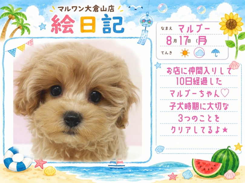 【 MIX 】10日経過!子犬の生活に大切な事3選クリアしたマルプー!