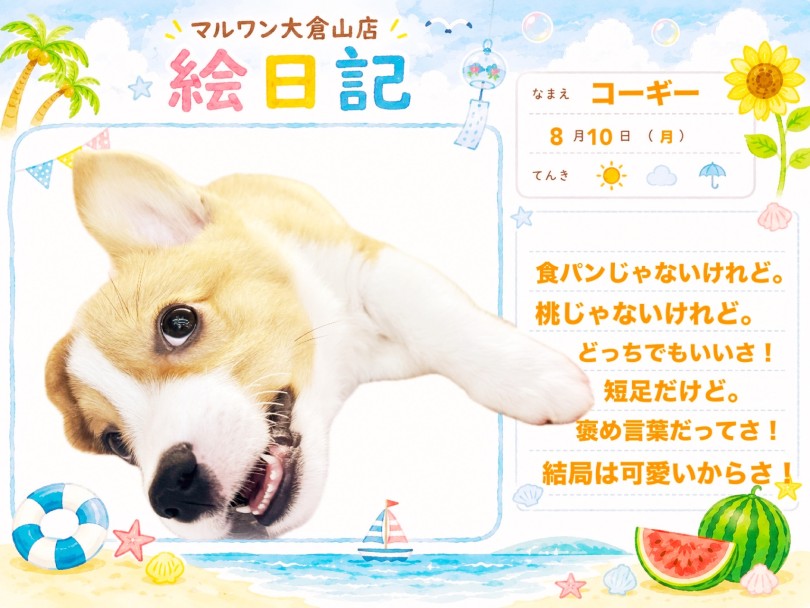 【 コーギー 】2回目のワクチン完了!セーブルカラーの変化にも注目してみてね!