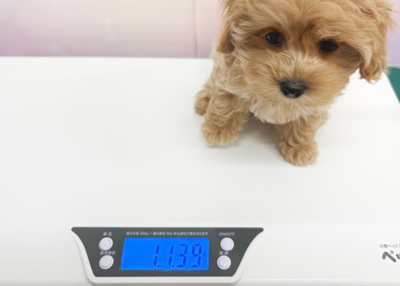 毎日体重を計測して食欲の安定化を図ってます♪ | MIX犬 マルプー （06-413） - 横浜 大倉山店