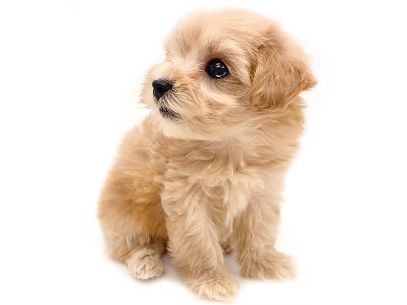 小型犬の中でもIQの高い犬種同士の組み合わせ | MIX犬 マルプー （19-394） - 東川口店
