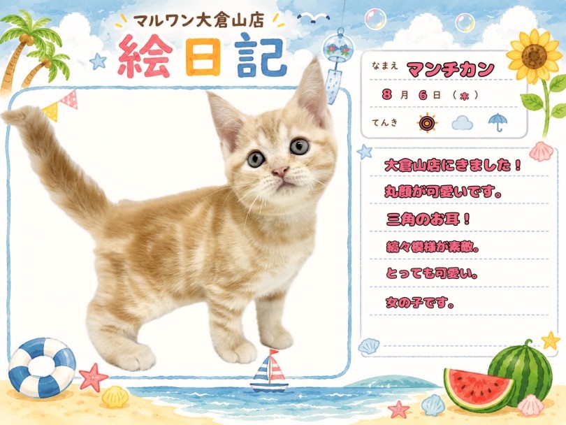 【 マンチカン 】速報！大倉山にスタイル抜群の足長プリンセス降臨！