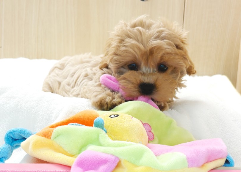 ごはんの後は遊びの時間 | MIX犬 マルプー （06-413） - 横浜 大倉山店