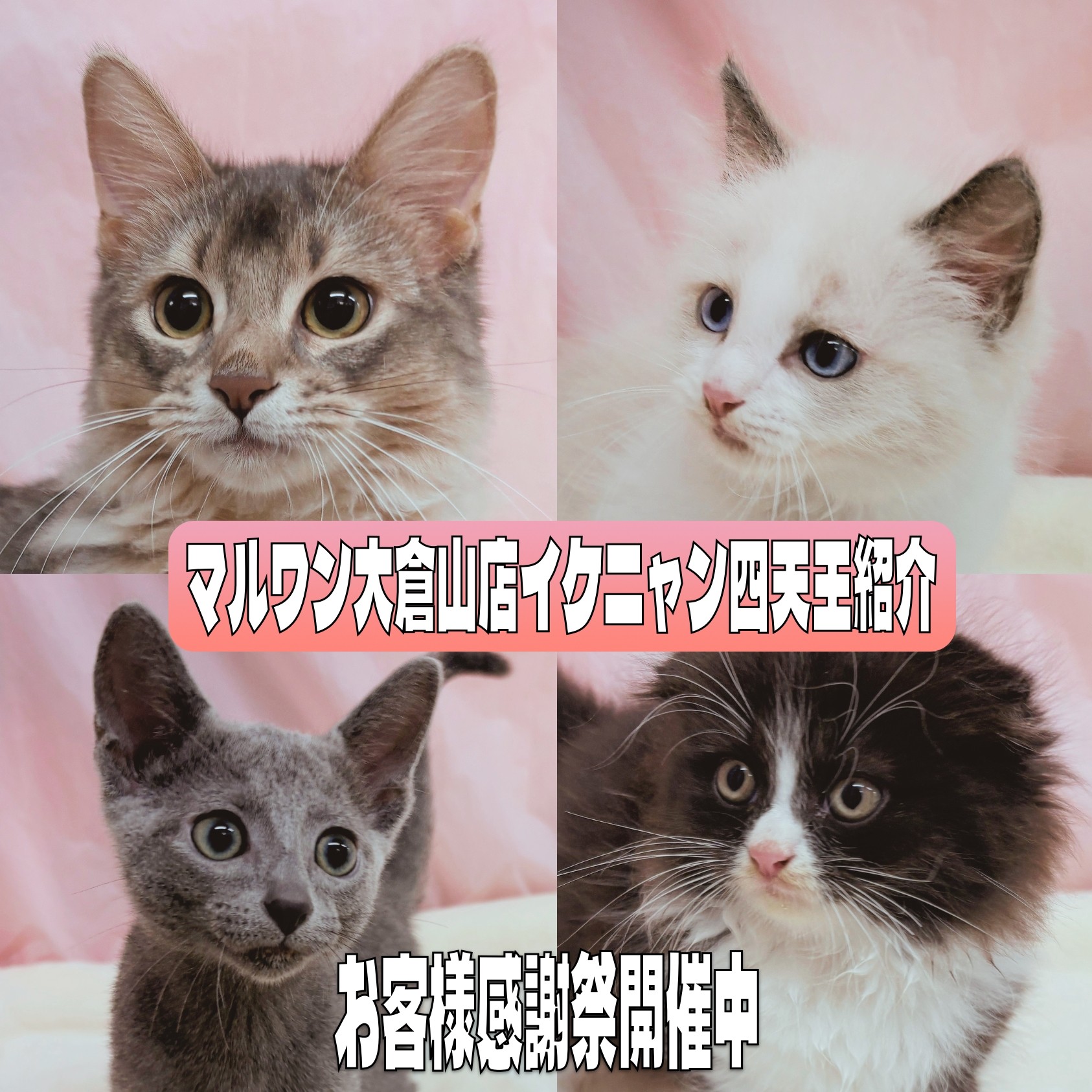 お客様感謝祭 】マルワン大倉山店の甘えん坊イケニャン四天王紹介