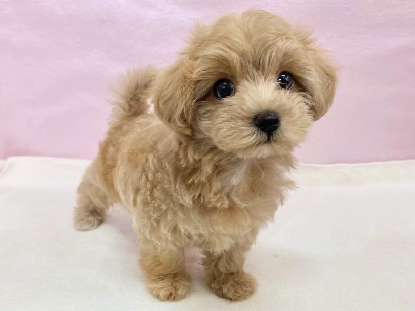 短足が生み出す愛されフォルム | MIX犬 マルプー （09-436） - 板橋 志村坂下店