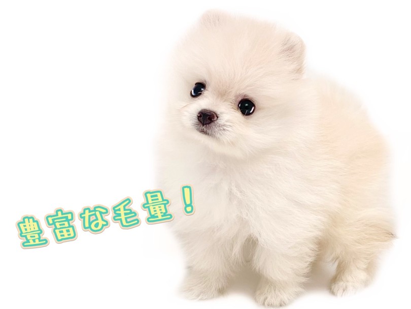 濃密にぎっしりと詰まった申し分ない毛量 | ポメラニアン (19-402) - 東川口店