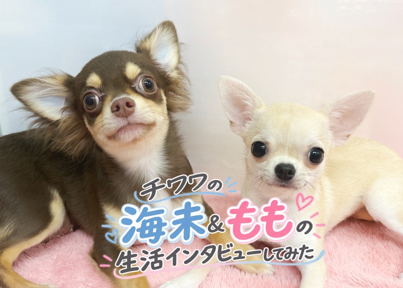 【 ユーザーコラム 】ふたりで可愛さ幸せ2倍以上！チワワ多頭飼いにインタビュー！