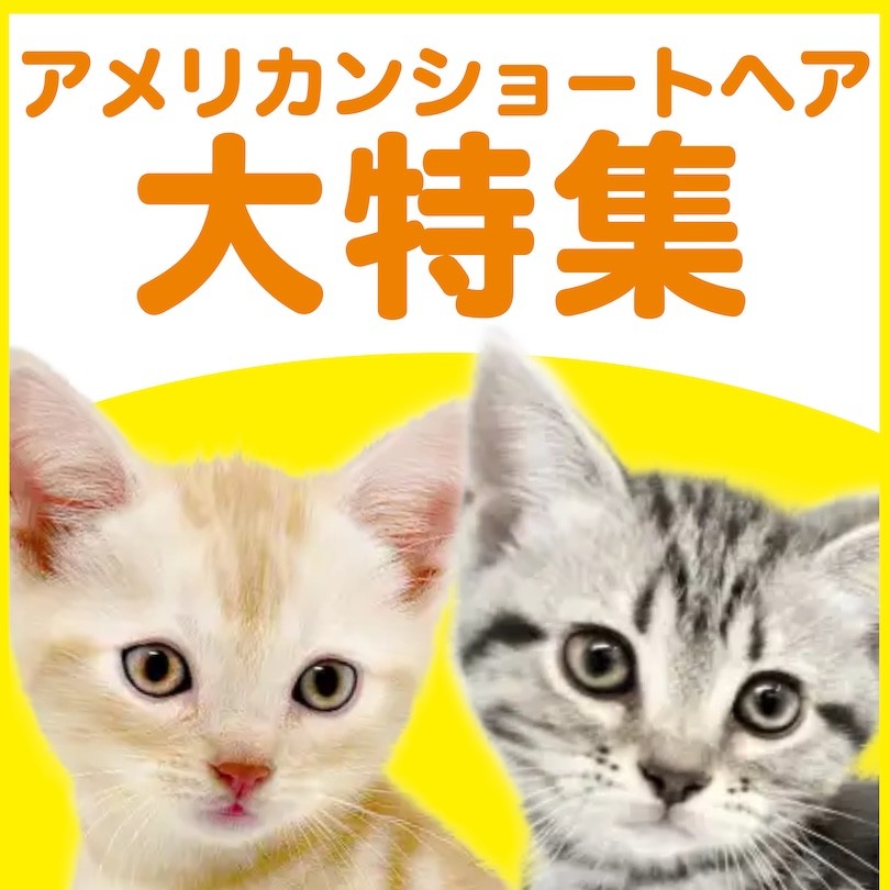 アメリカンショートヘア特集 】9/3現在在店中のアメショ特集！最新動画