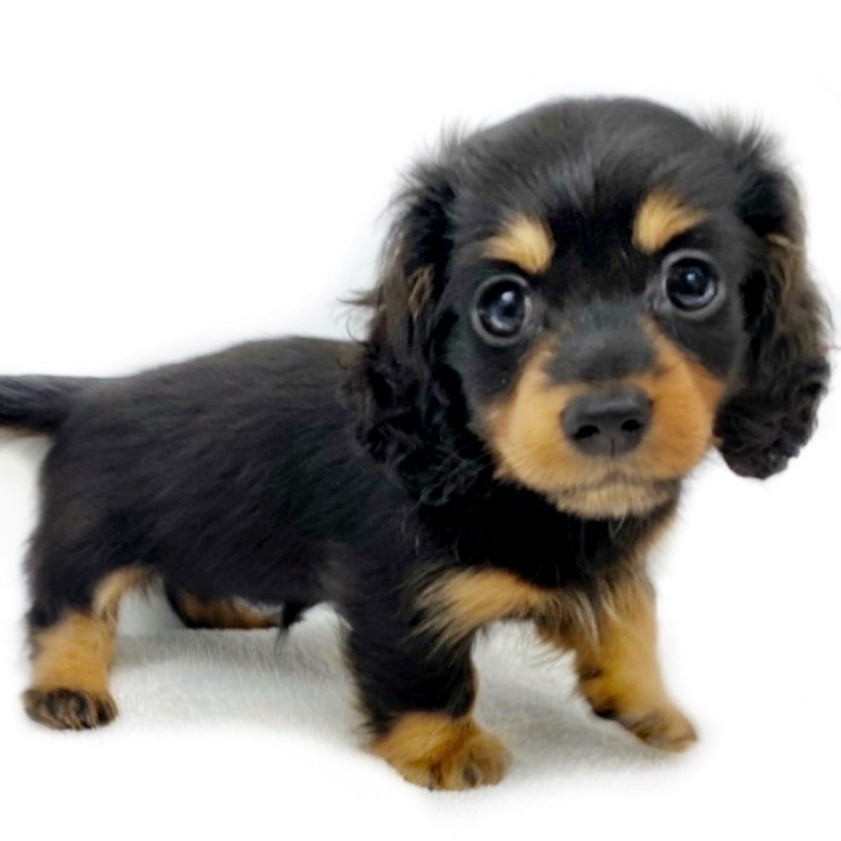 カニンヘン・ダックスフント | ペットショップ マルワン 小さめ子犬