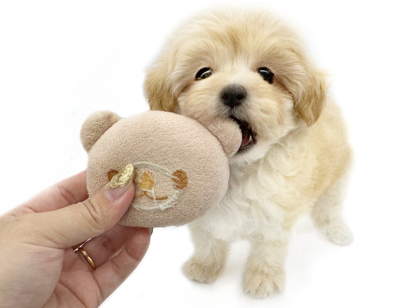 一生懸命にお口を開けておもちゃをパクパク | MIX犬 マルプー （10-242） - 東日暮里店