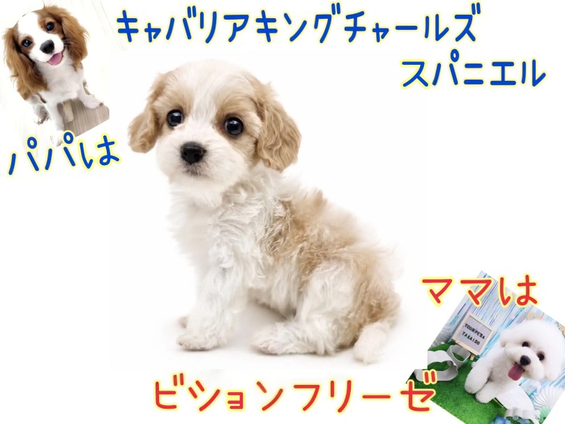 キャバションってどんなワンコ | MIX犬 キャバション （17-356） - 高井戸店