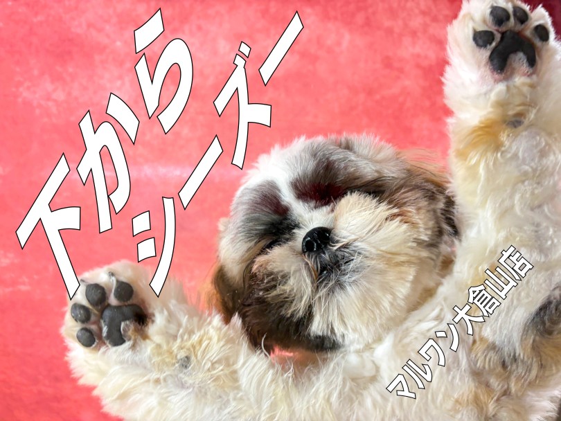 【 シーズー 】肉球だよ！マニア全員集！可愛いだけじゃない肉球を撮影！