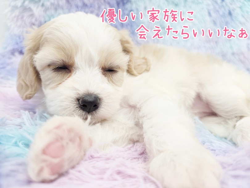 ニコニコ笑顔でお迎えいたします | MIX犬 キャバション （17-356） - 高井戸店