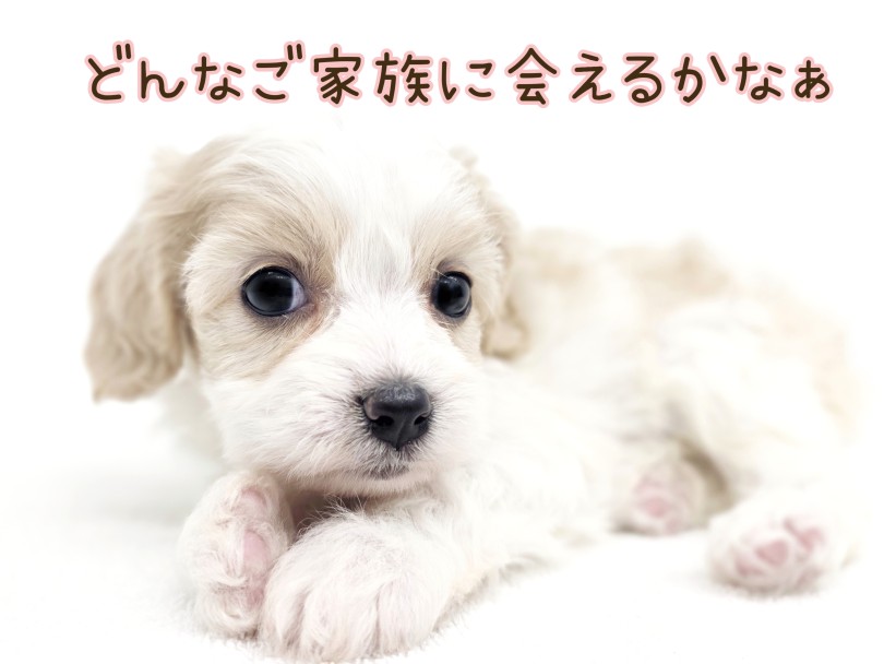 事前に来店予約していただくとスムーズにご案内できます | MIX犬 キャバション （17-356） - 高井戸店