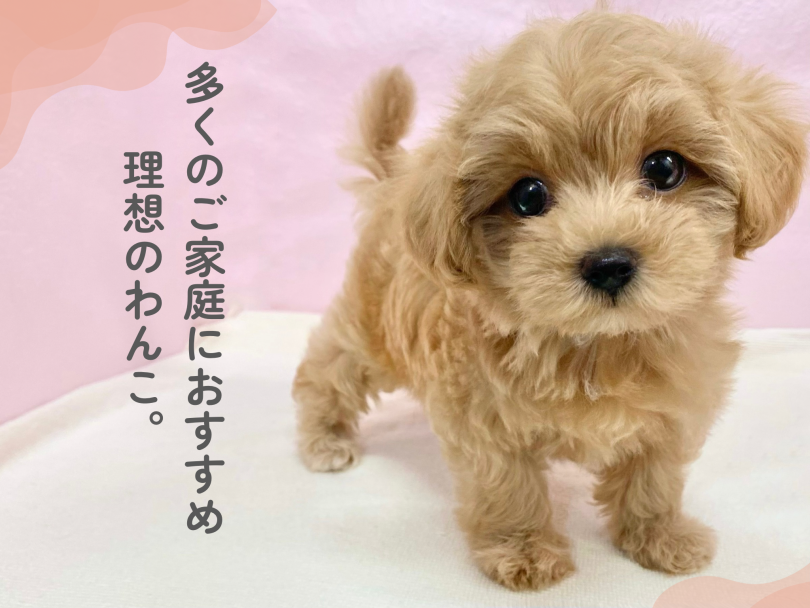 ぜひ実際に会いに来てください♡ | MIX犬 マルプー （09-436） - 板橋 志村坂下店