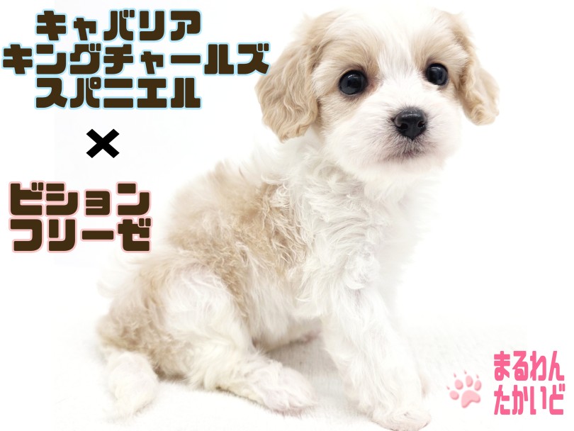 【 キャバリア&times;ビションフリーゼ 】激レアミックス！甘えんぼな性格が可愛すぎる！