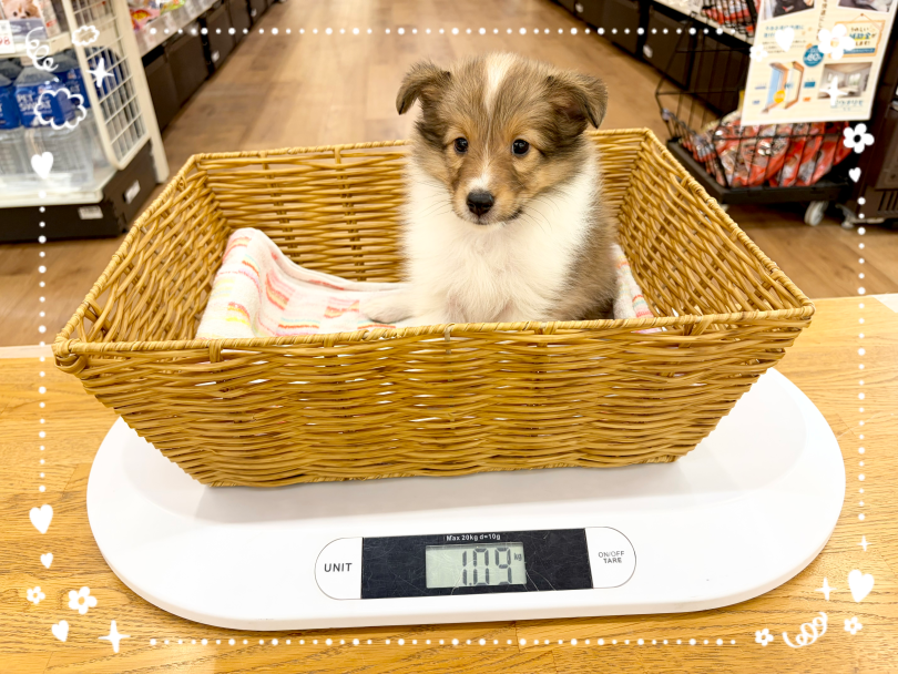 2026年9月1日現在の体重は1.09kg | シェットランドシープドッグ (14−299) - 横浜 白楽店