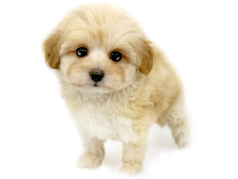 あどけなさのある可愛らしいルックス | MIX犬 マルプー （10-242） - 東日暮里店