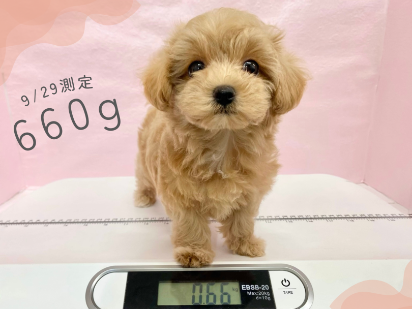 生後二か月の体重は660g | MIX犬 マルプー （09-436） - 板橋 志村坂下店