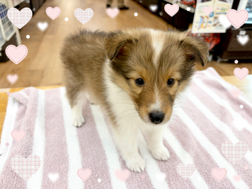 もふもふのボディ | シェットランドシープドッグ (14−299) - 横浜 白楽店