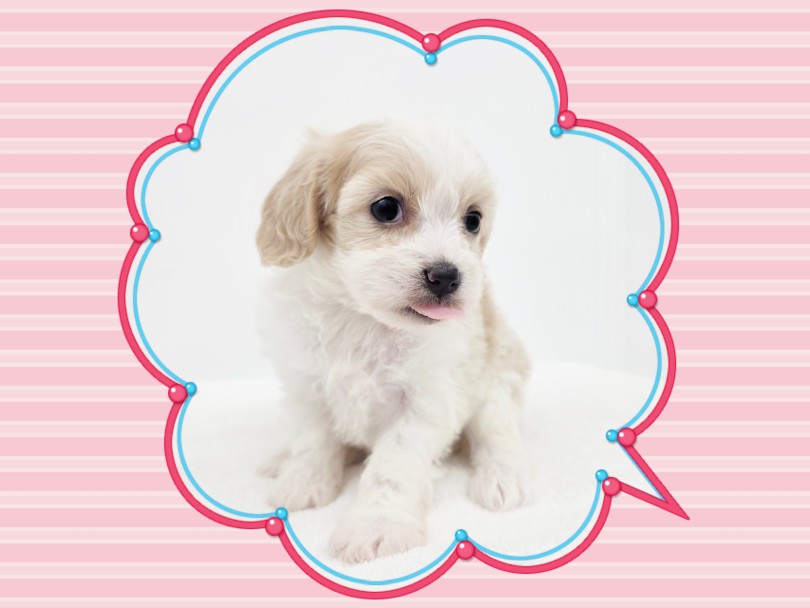 ボリューム満点でもお手入れしやすい！ | MIX犬 キャバション （17-356） - 高井戸店