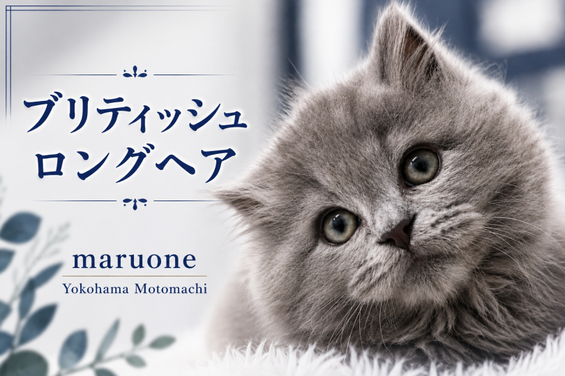 【 ブリティッシュロングヘア 】希少ライラックカラーが彩るもふにゃんこ!