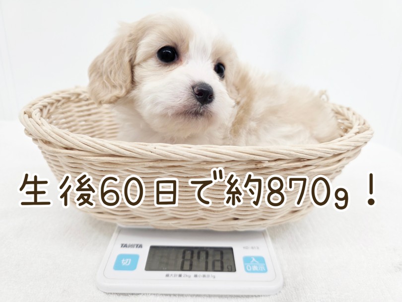 成犬時予想体重は3～6kg！小さすぎず大きすぎないサイズ感！ | MIX犬 キャバション （17-356） - 高井戸店