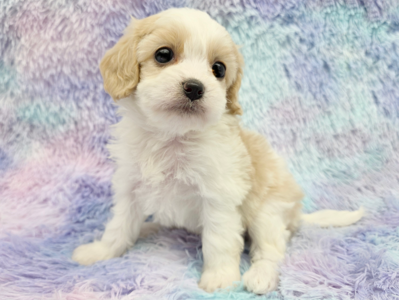 なかなか出会えない激レア度がイチオシ！ | MIX犬 キャバション （17-356） - 高井戸店