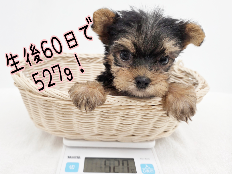 生後60日で527g！手乗りサイズです！ | ヨークシャーテリア （17-361） - 高井戸店
