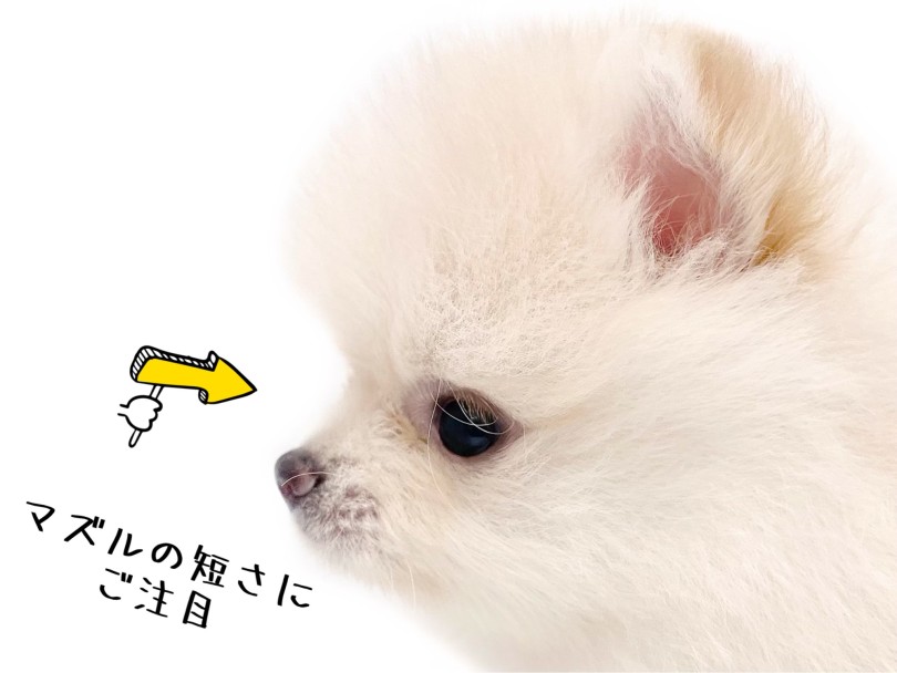 見た目はまさにたぬき顔 | ポメラニアン (19-402) - 東川口店