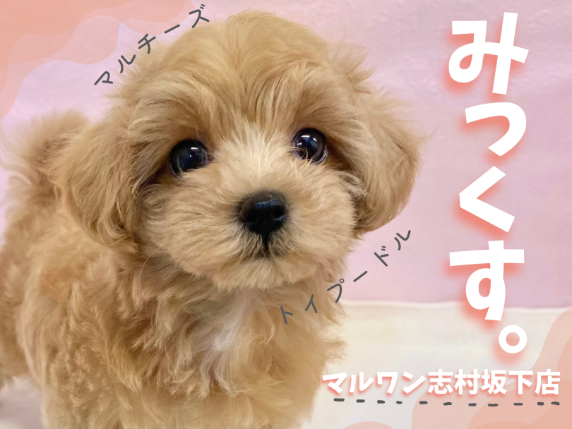 【 ミックス 】両親の良いとこ取り！不動の人気を誇るマルプーが志村坂下店に入店！