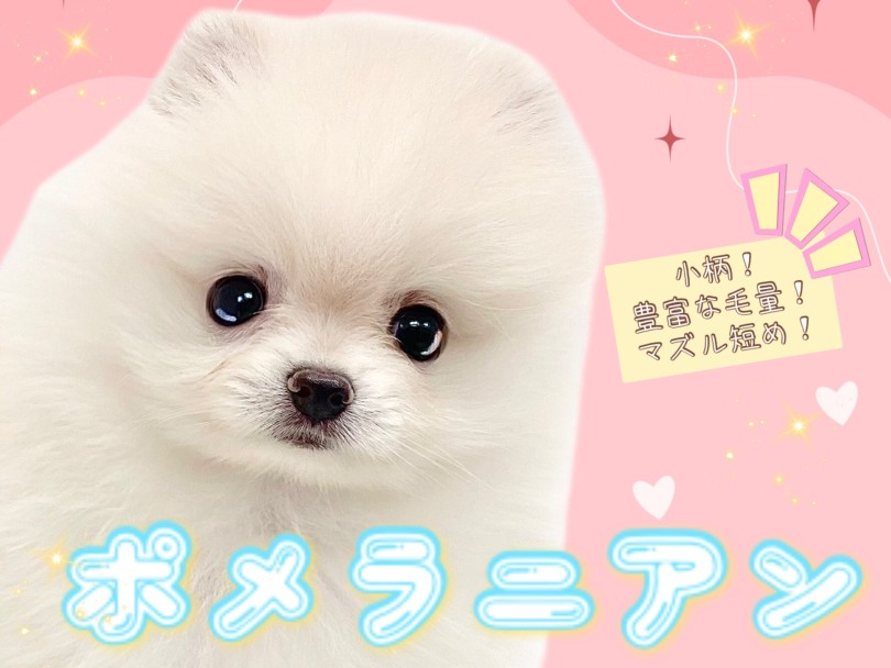 【 ポメラニアン 】大人気クリームカラー!豊富な毛量に包まれた小柄な男の子が登場