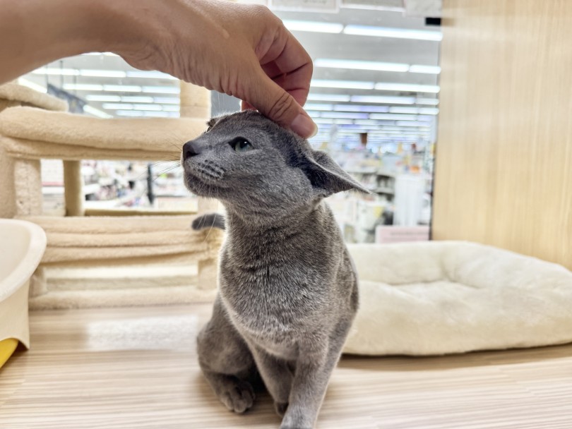 めっちゃ甘えん坊なんだ! | ロシアンブルー (06-411) - 横浜 大倉山店