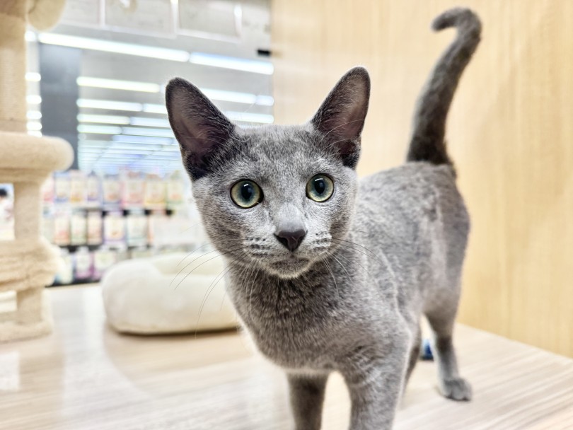 ボクは撫でられ好き王子! | ロシアンブルー (06-411) - 横浜 大倉山店